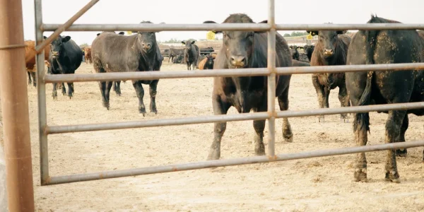 CattleCrete+Good+Clips.00_57_23_36.Still267