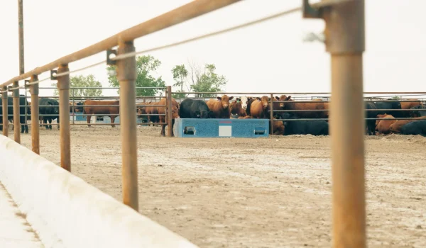 CattleCrete+Good+Clips.01_06_13_50.Still325