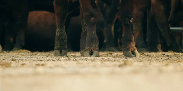 CattleCrete+Good+Clips.01_08_15_40.Still330