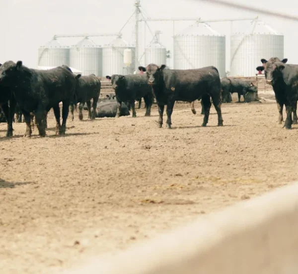 CattleCrete+Good+Clips.01_45_59_00.Still545