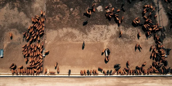 Good+Drone+Shots.00_19_10_06.Still115
